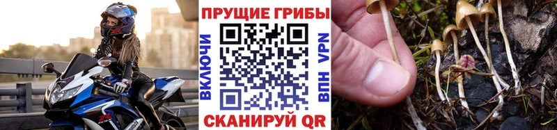 Галлюциногенные грибы Psilocybe  Орехово-Зуево 